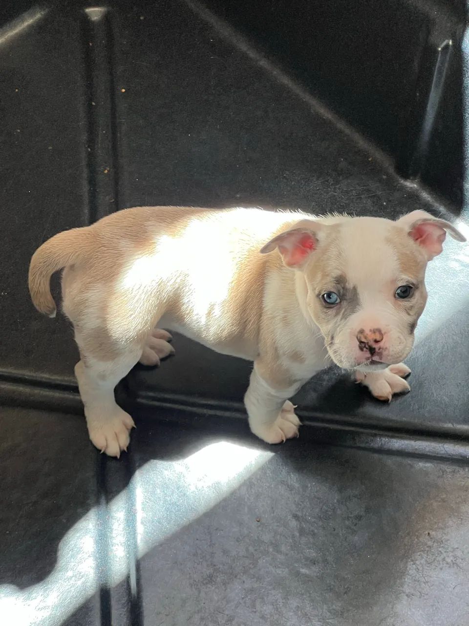 American bully c/ Pedigre  - Foto 3