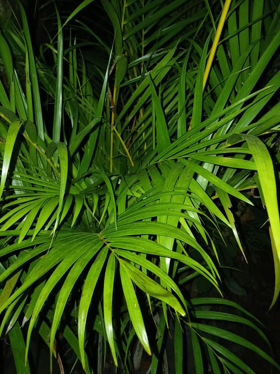 Palmeira Areca - Pacote com 4 Plantas - Foto 2