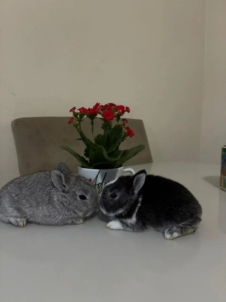 Vendo mini coelhos.  - Foto 5