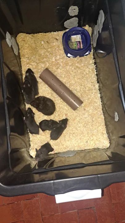 Filhotes de Hamster Sírio