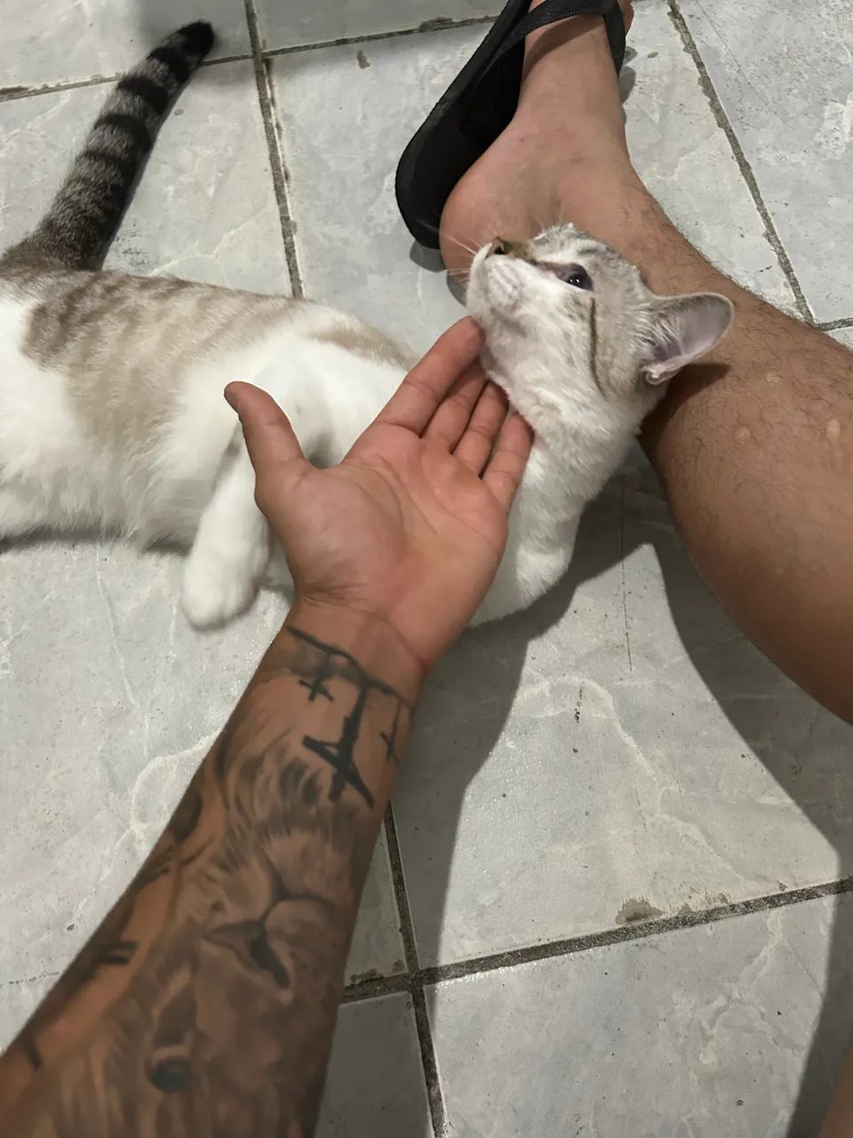 Gatinho para doação - Foto 3