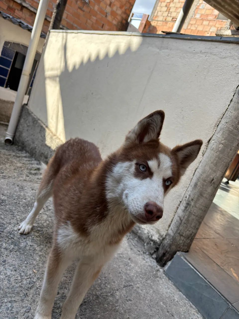 Husk siberiano 