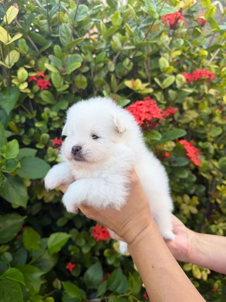 Spitz Alemão 