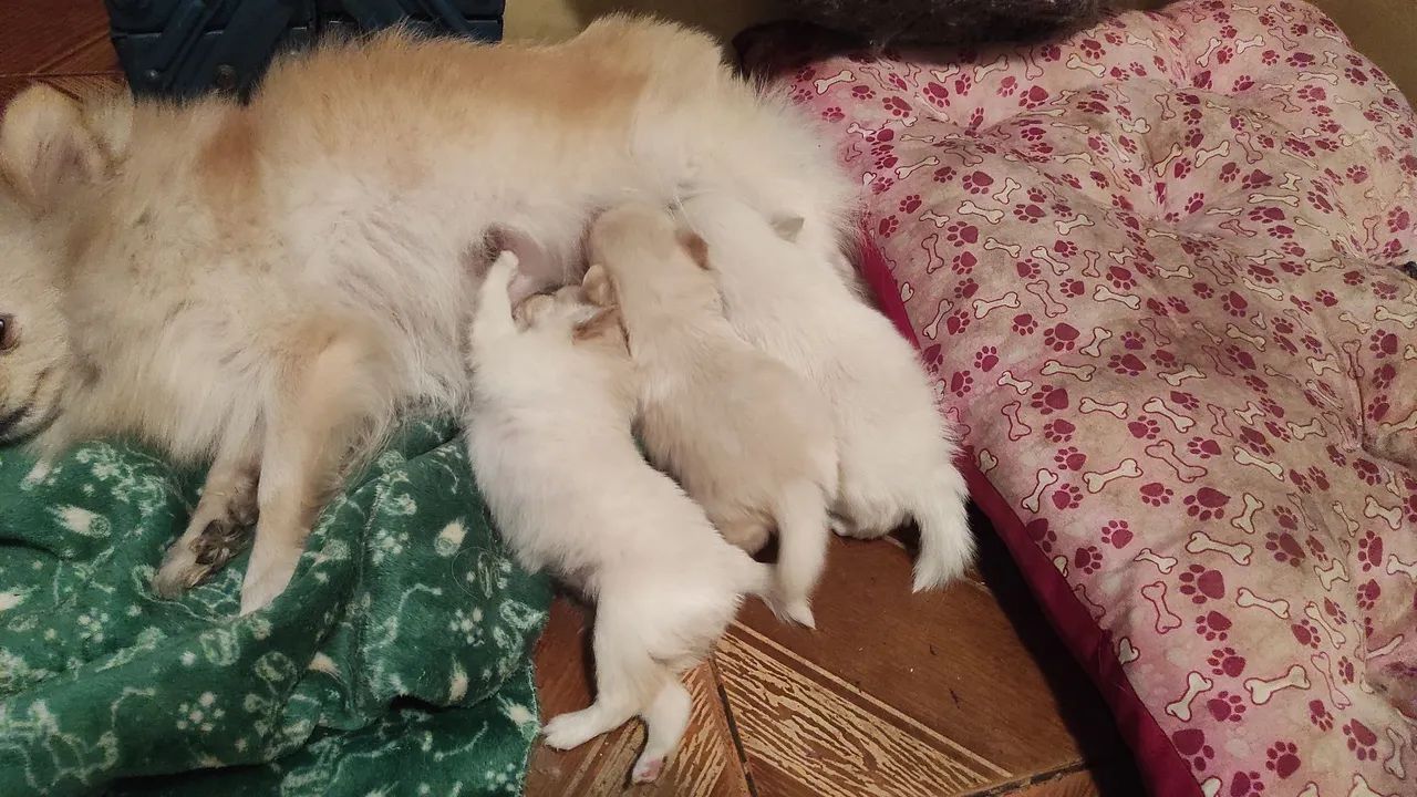 Filhotes de cachorro  - Foto 3