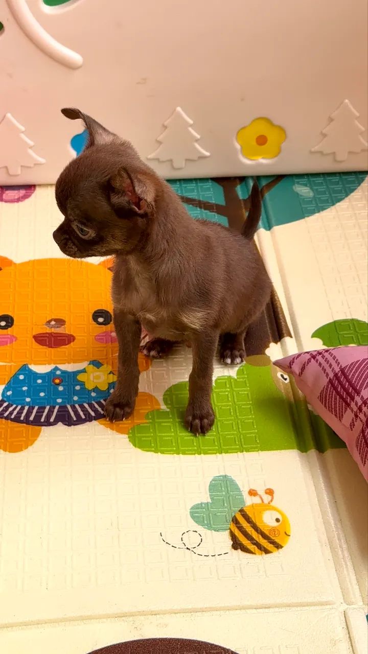 Chihuahua Macho PELO CURTO C/ PEDIGREE - Foto 3
