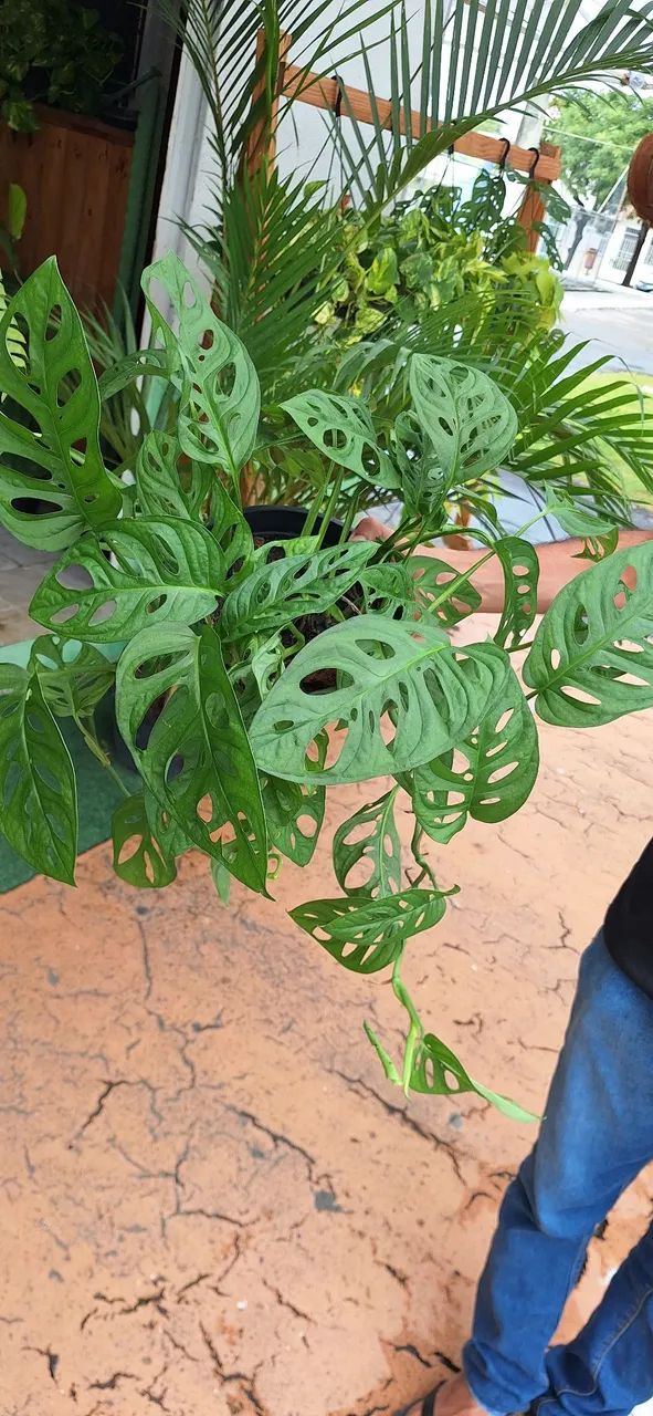 Planta mosntera  - Foto 3