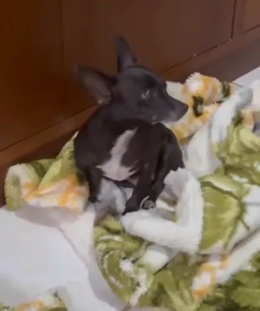 Fêmea de Pinscher número 1 - Foto 2