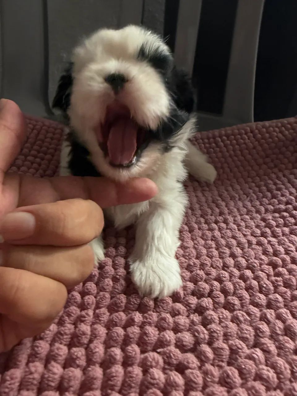 Shitzu Mini Macho - Foto 5