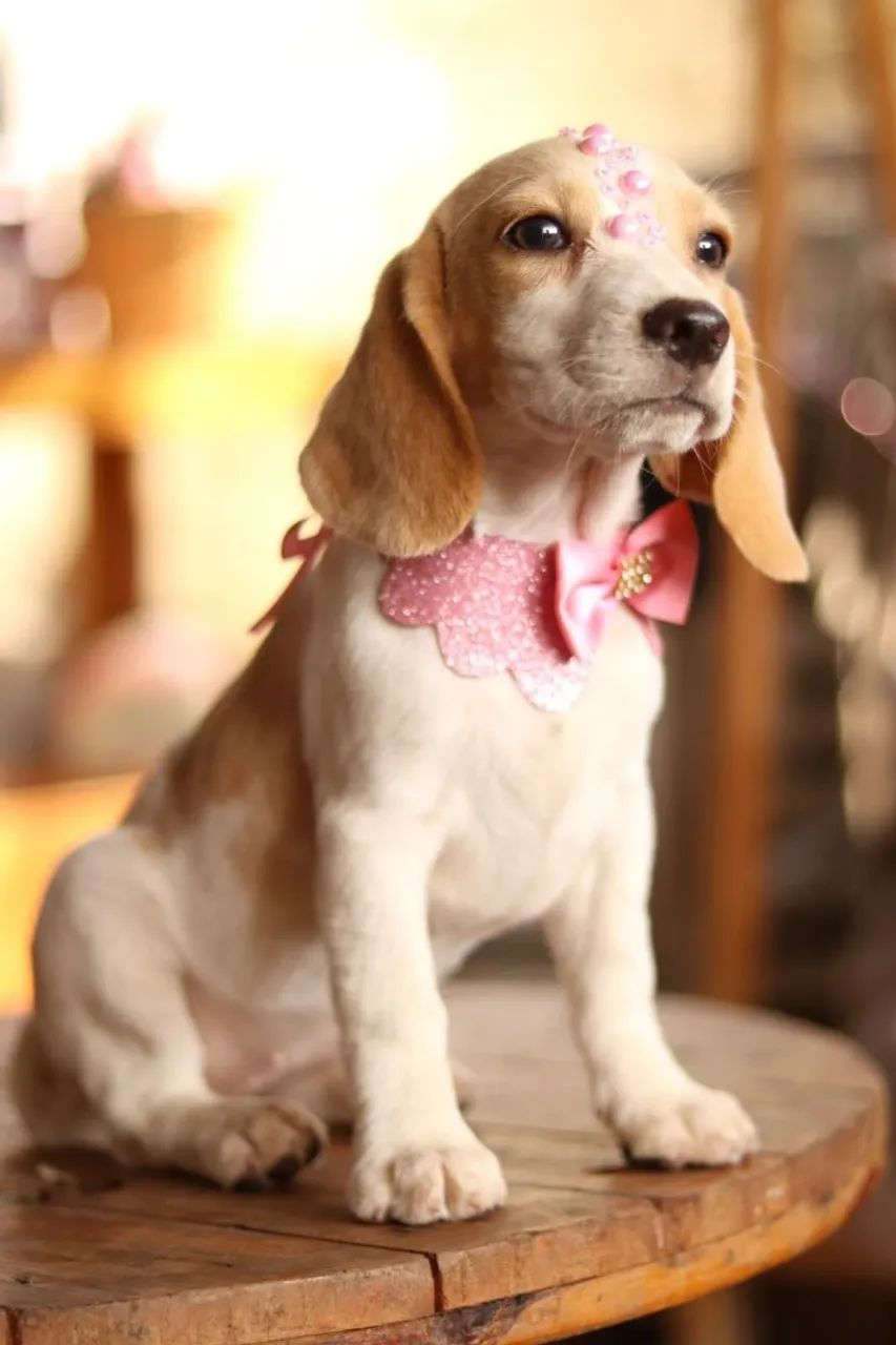 Beagles PARCELAMOS  - Foto 3