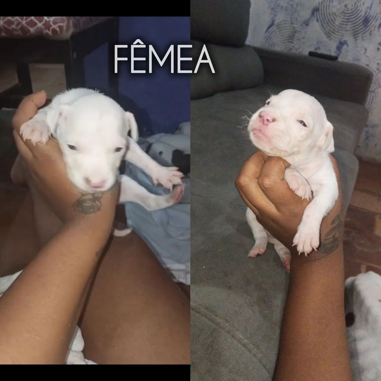 Cachorro  - Foto 4