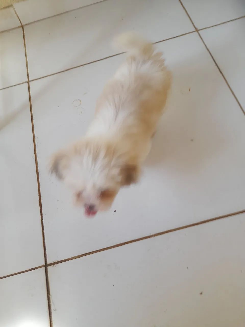 Lhasa apso - Foto 5