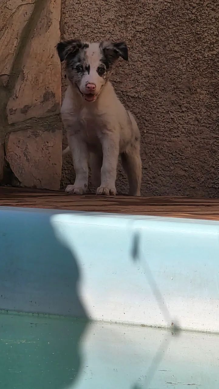 Border collie macho  - Foto 3