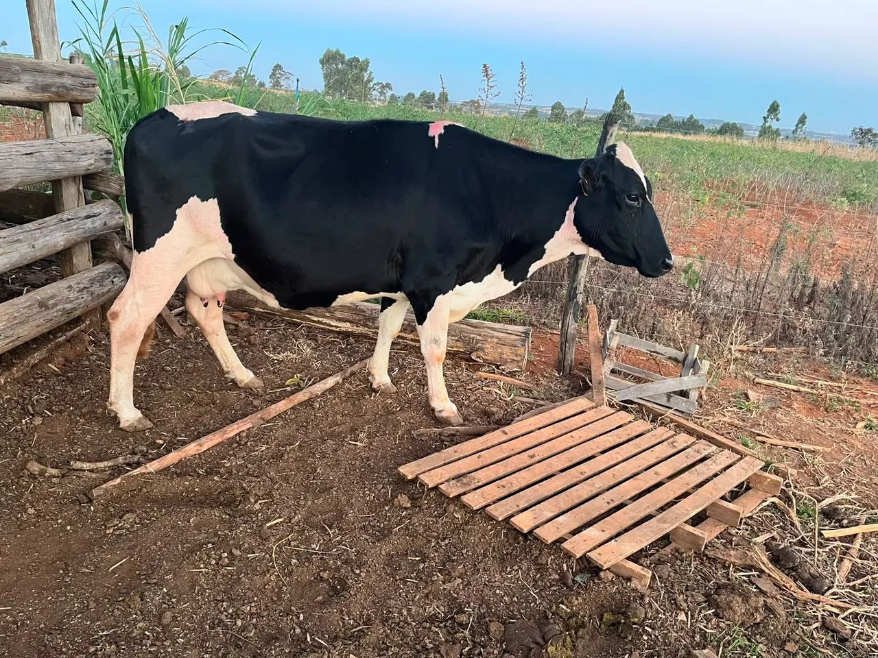 Vacas - Foto 4
