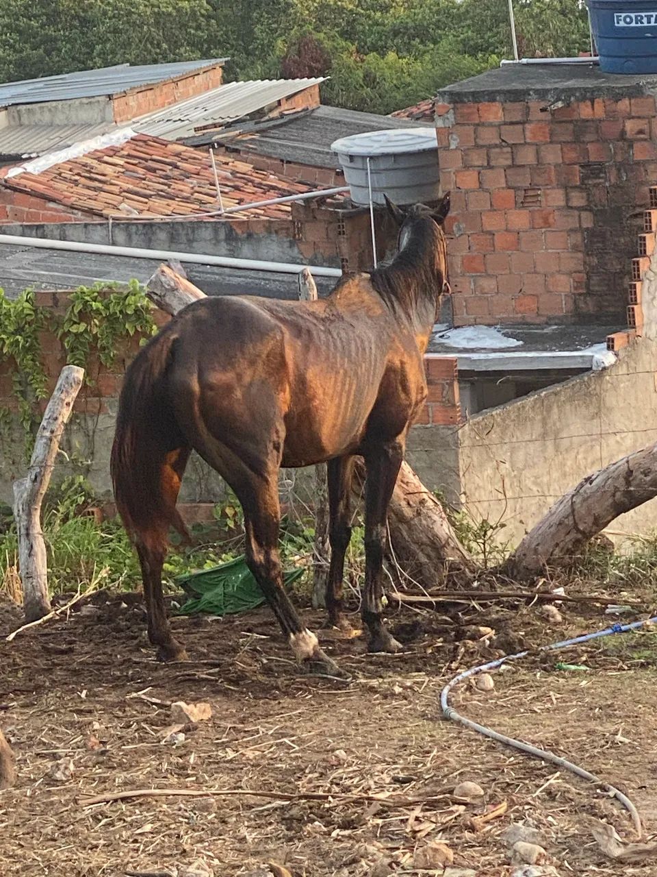 Égua 