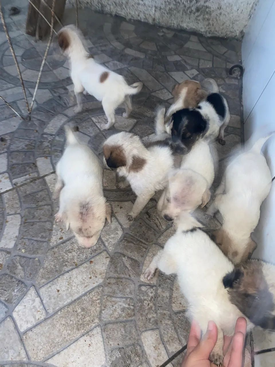 Adoção responsável - Foto 3