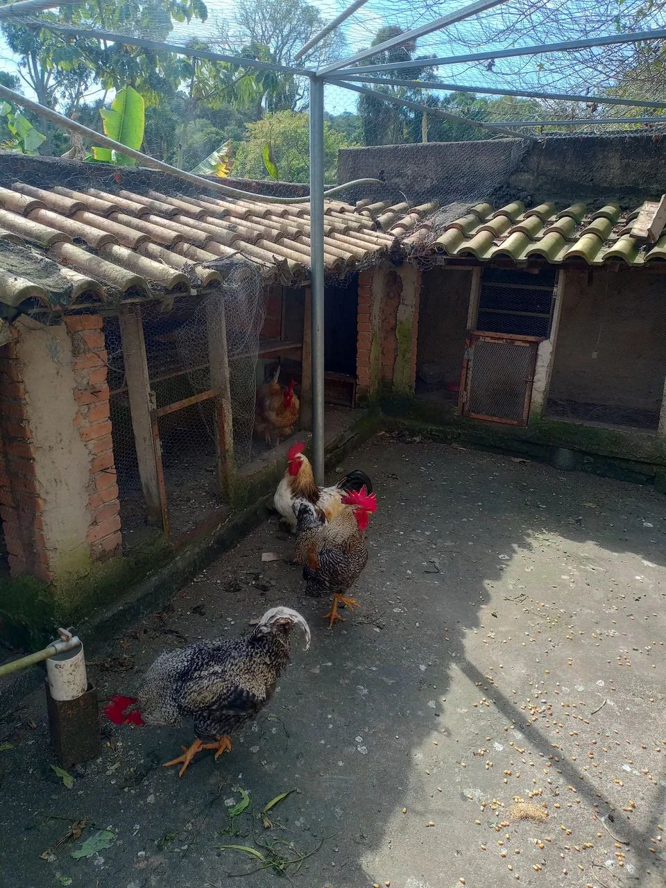 Galos  - Foto 4