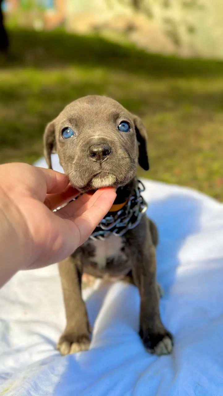 Cane corso fêmea  - Foto 2