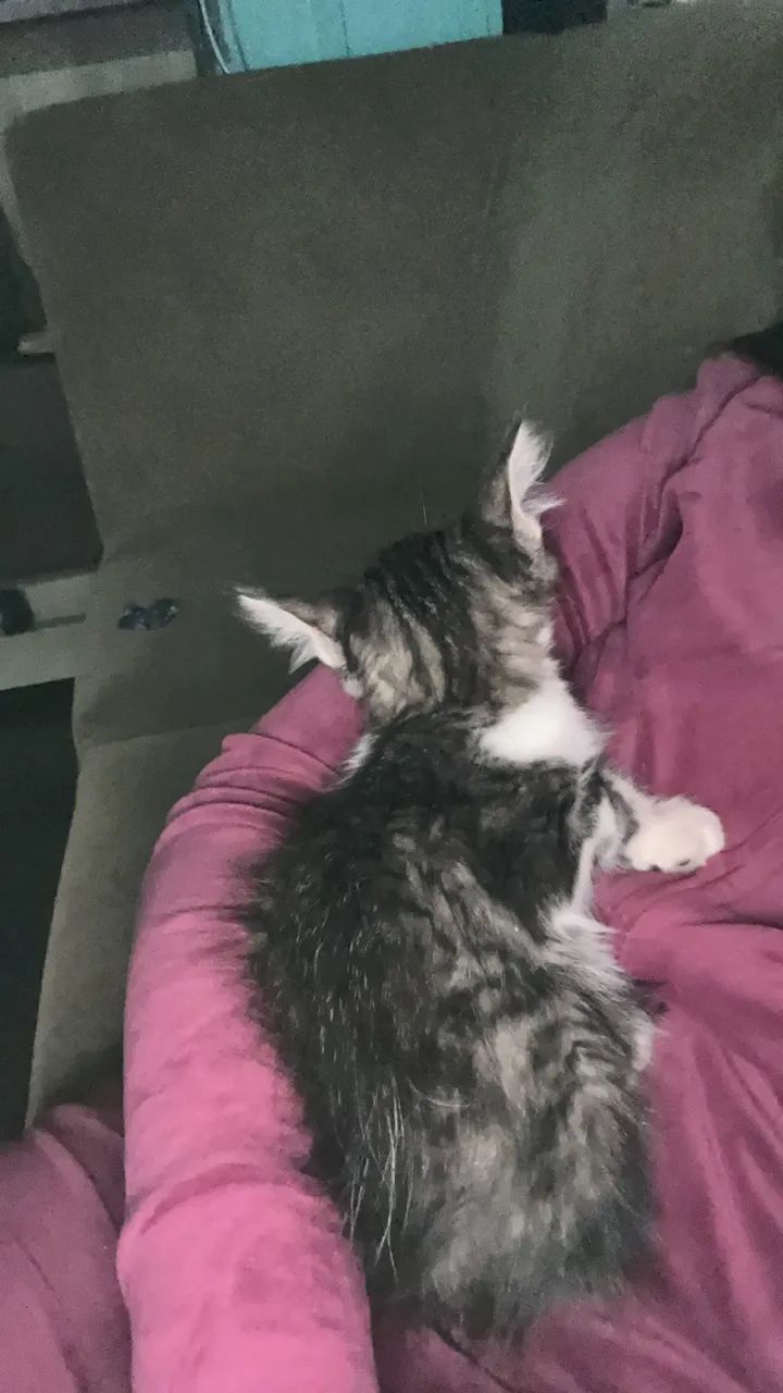 Doa-se gatinha  - Foto 4