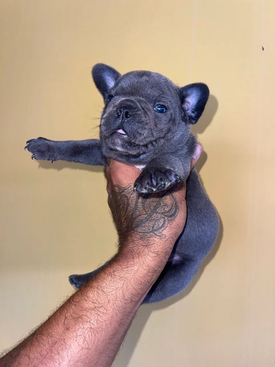Bulldog francês  - Foto 3