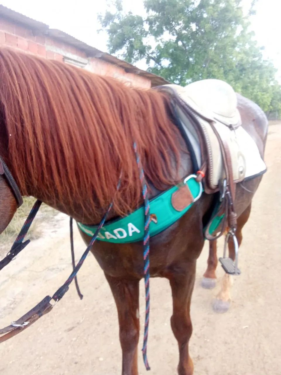 Cavalo mestiço  - Foto 4