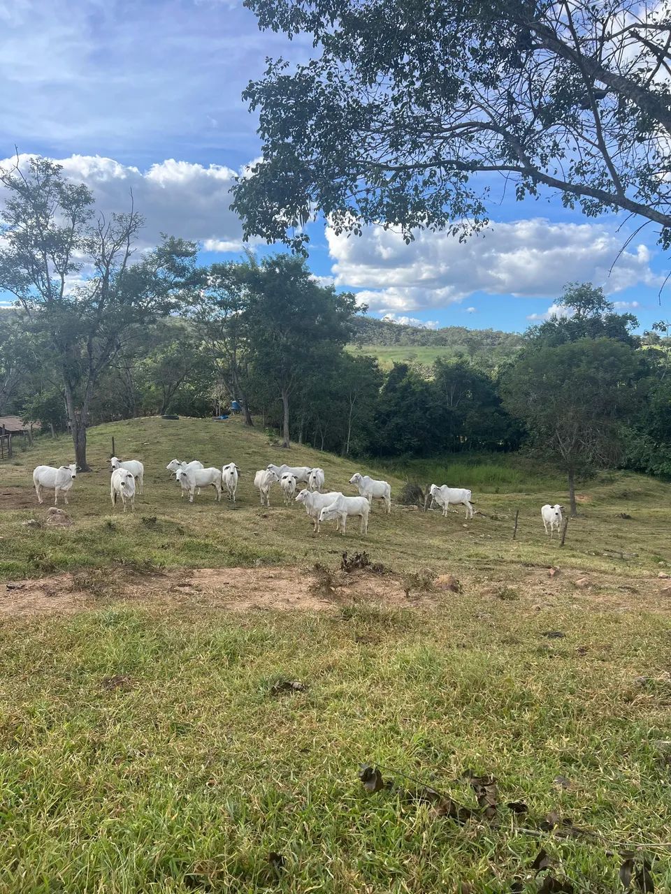 Fazenda Produtiva - Foto 13