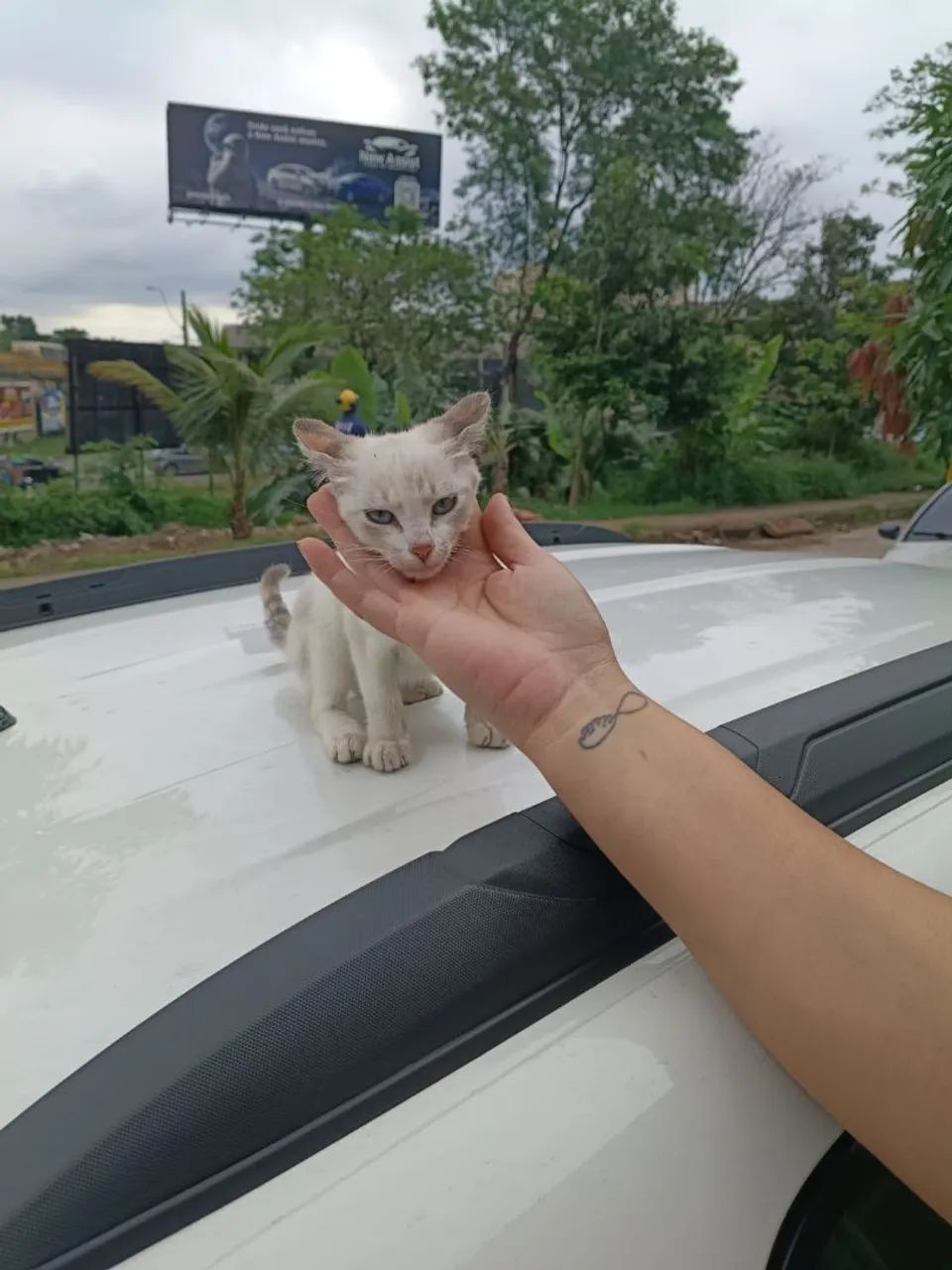 Gata para doação  - Foto 4