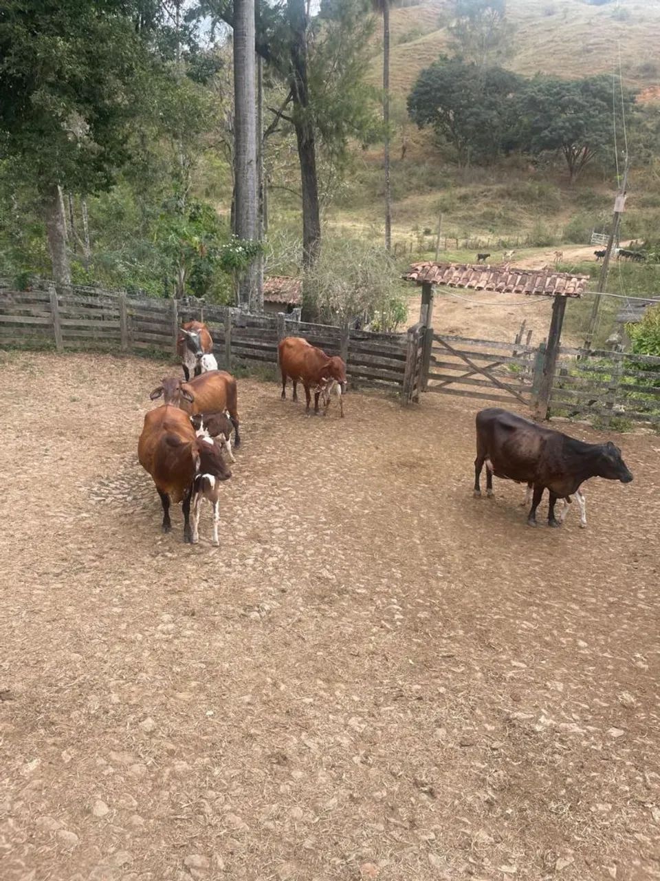 Vendo fazenda  - Foto 5