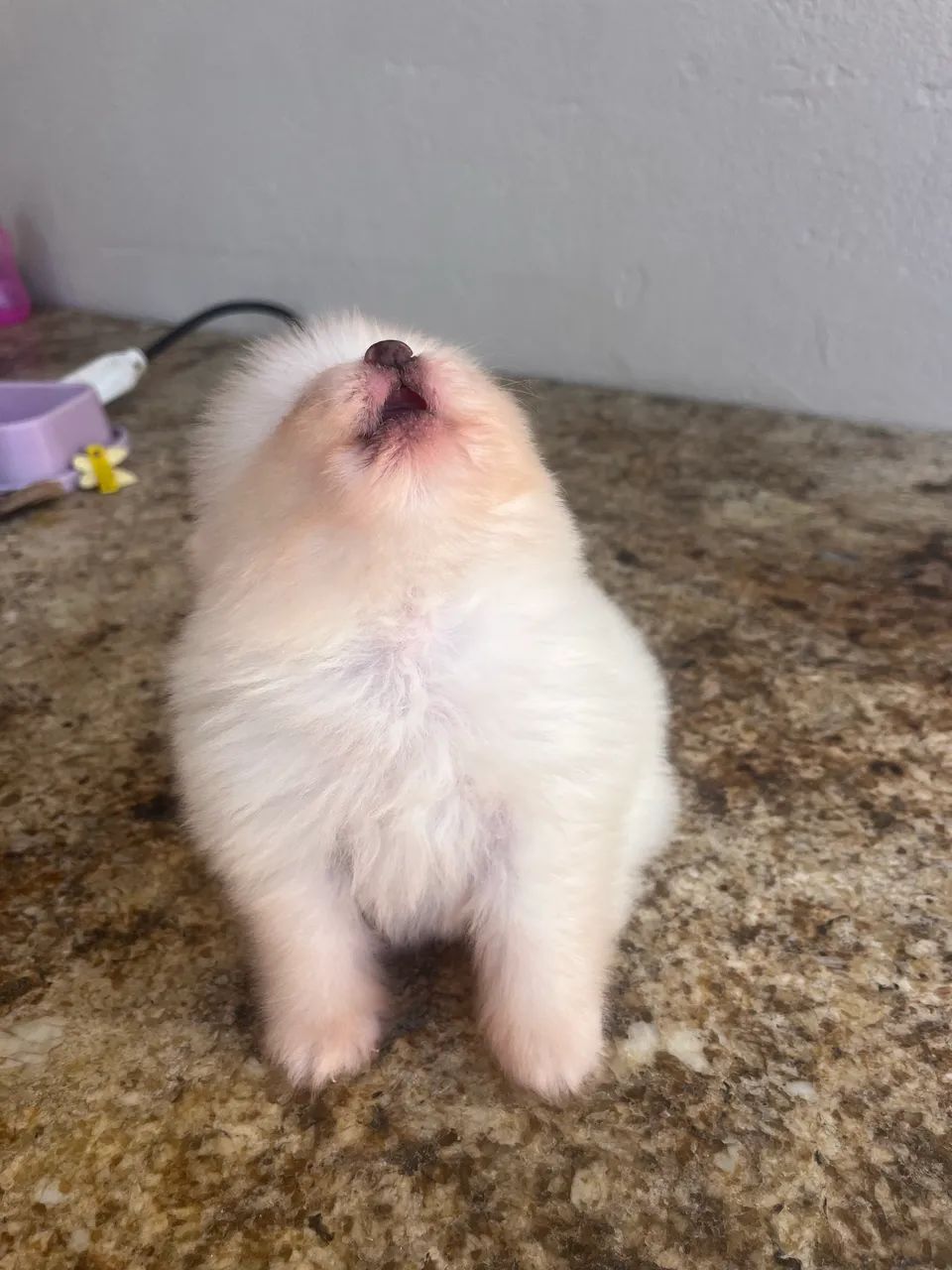 Lindo bebê Spitz alemão  - Foto 2