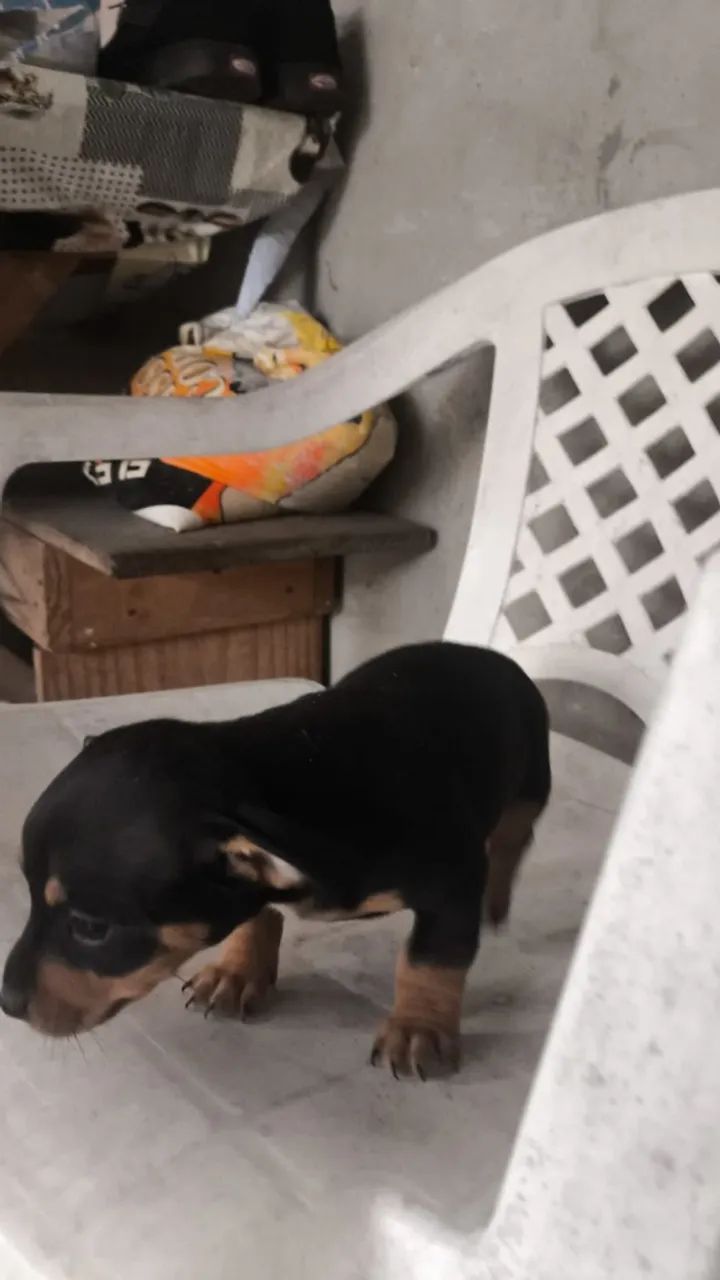 Filhote de pinscher macho  - Foto 2