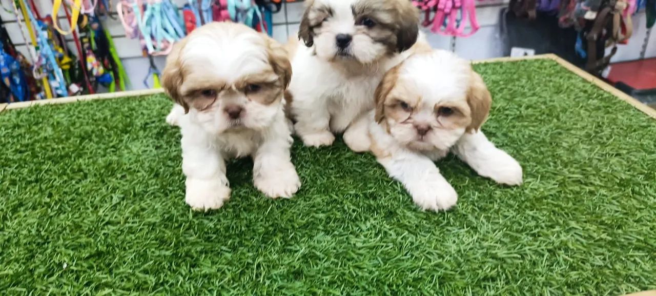 Shih Tzu  - Foto 2