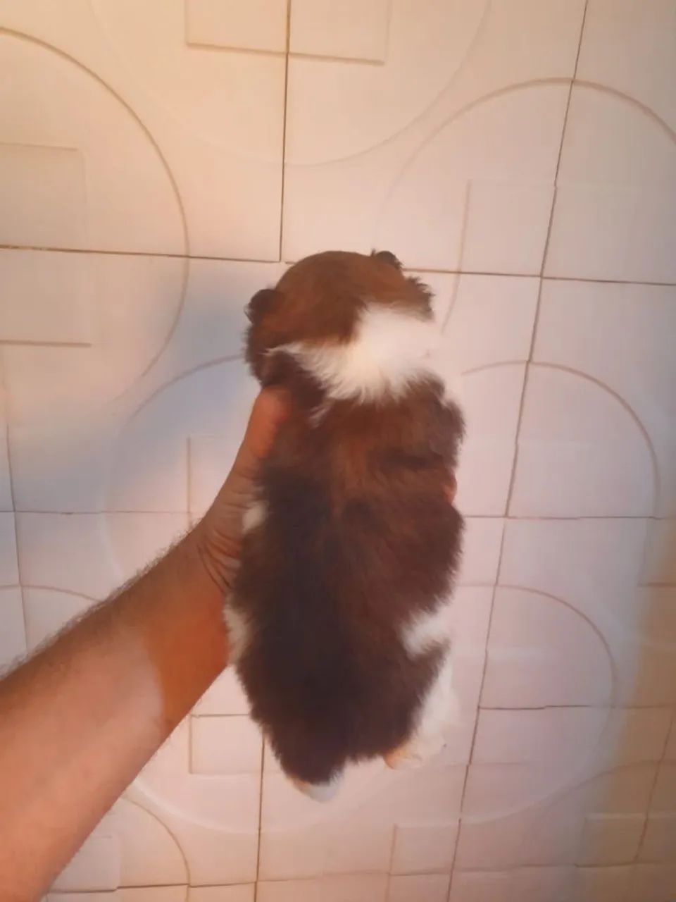 Spitz alemão  - Foto 3