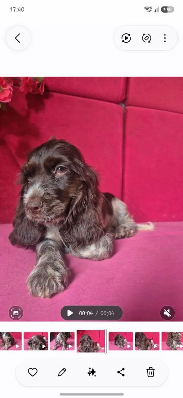 Filhote de Cocker Spaniel Inglês  - Foto 3