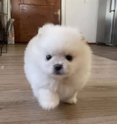 Lulu da pomerania  - Foto 2