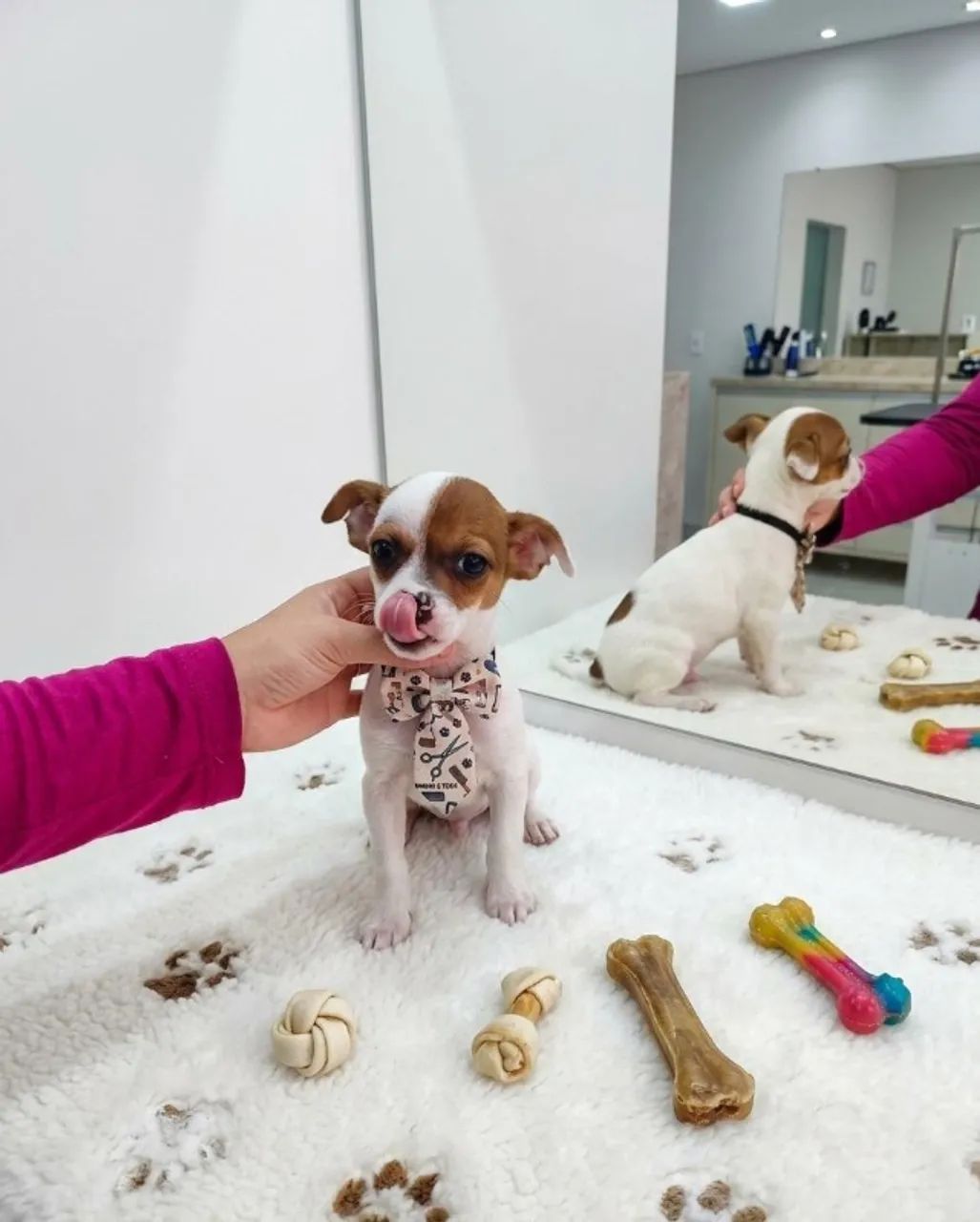 Mini Pinscher Imperdível