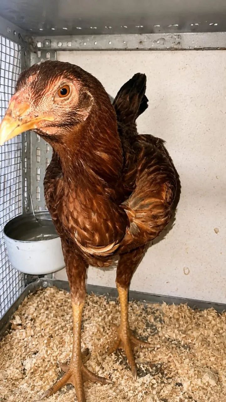 Vendo galo galinhas e codornas  - Foto 4