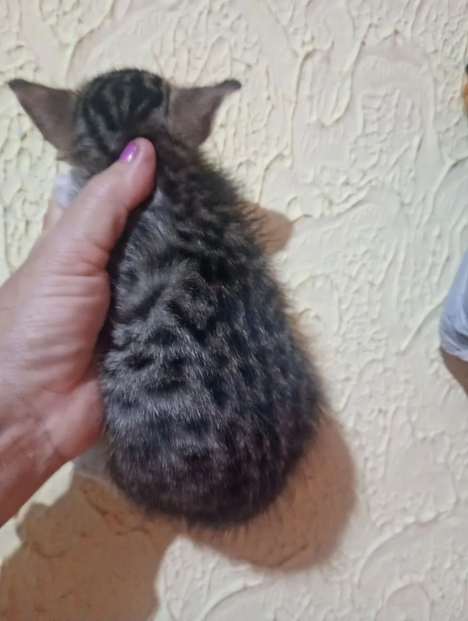 doaçao gato - Foto 4