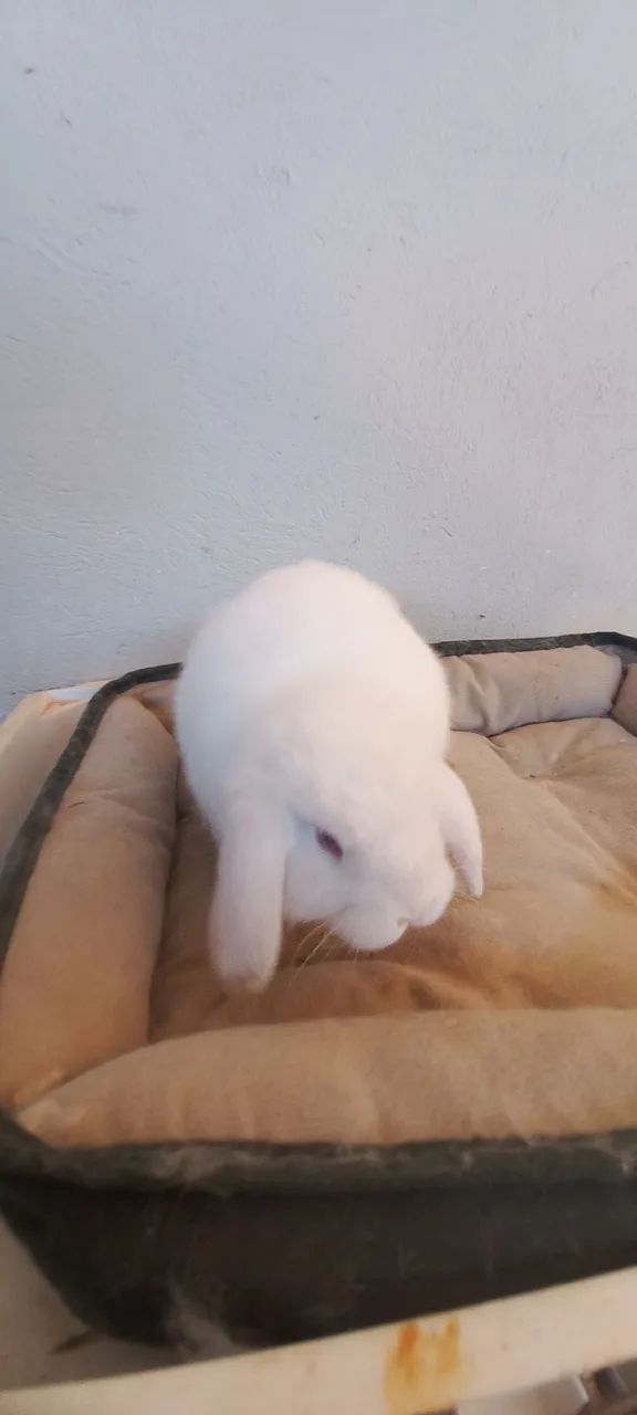Mini lop orelhas caídas  - Foto 2