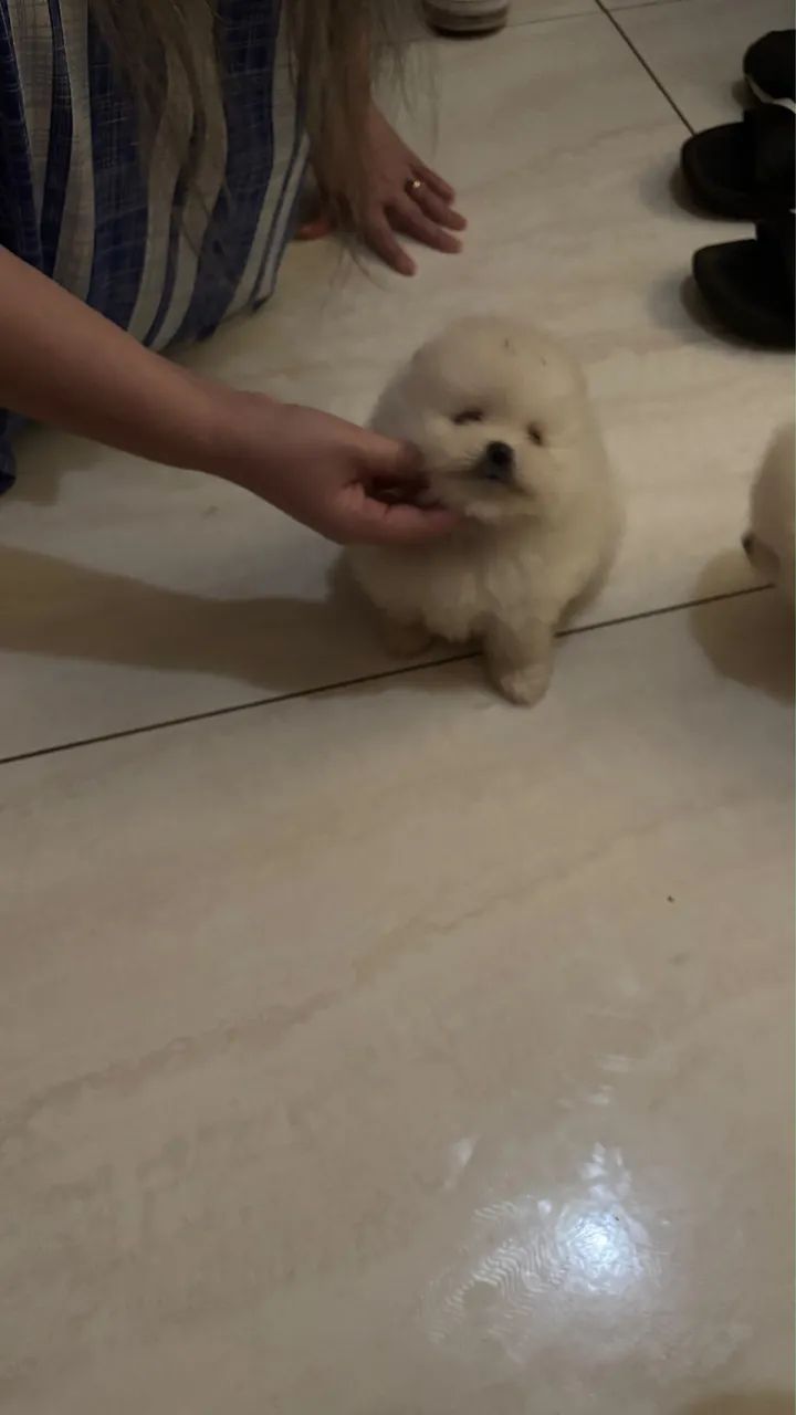 Spitz alemão anão  - Foto 2