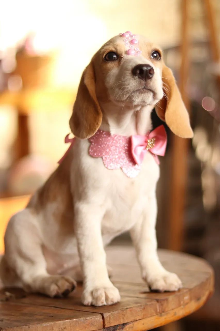 BEAGLE PARCELAMOS  - Foto 2