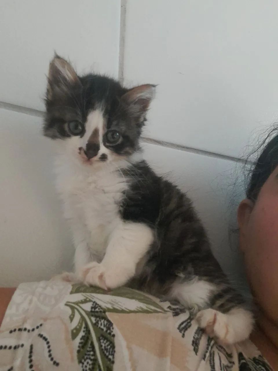 Adoção Responsável - Gata Fêmea Com 1 Mês 