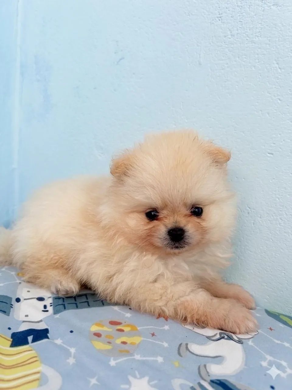Lulu da pomerania  - Foto 3