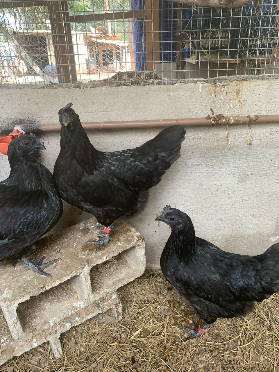 Galinhas AYAM CEMANI