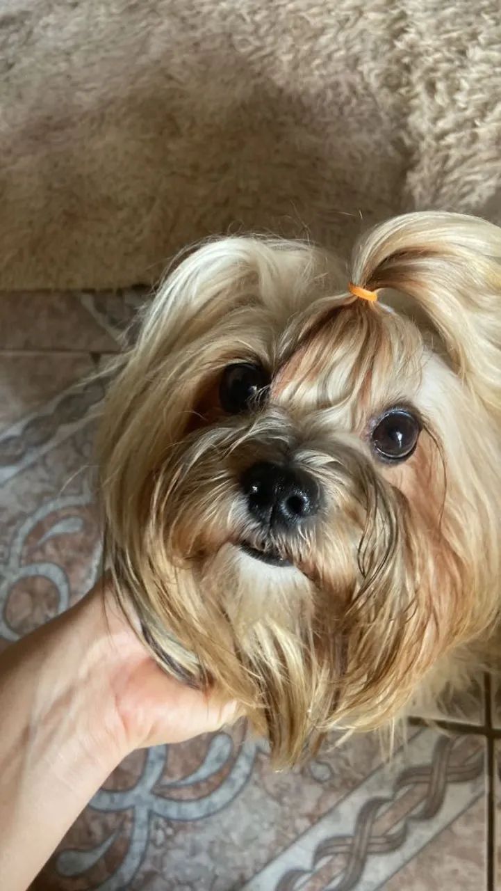 cachorrinha - Foto 3