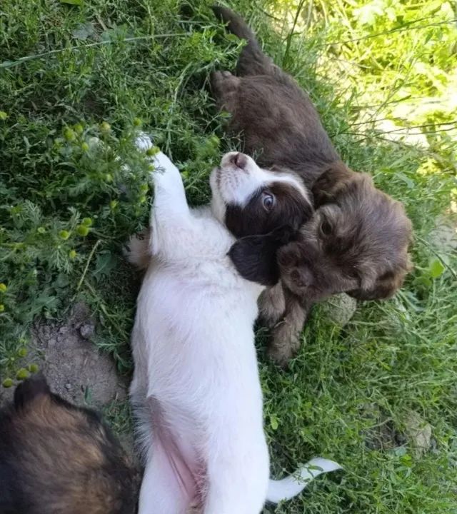 Macho bem peludo