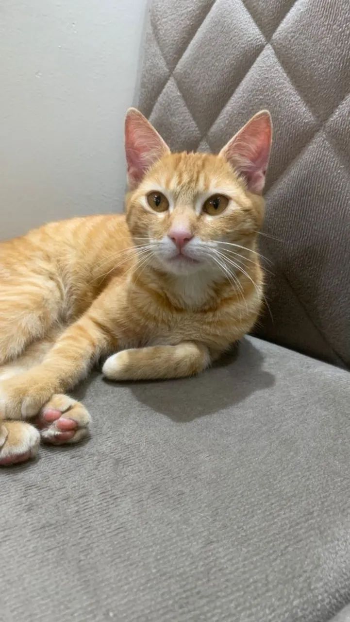 Doa-se gato 