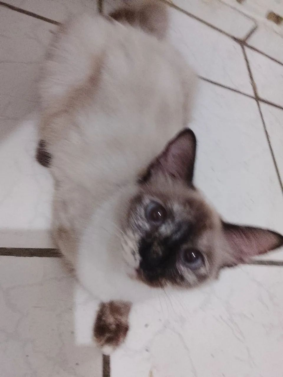 Me adota? A espera de carinho          - Foto 2
