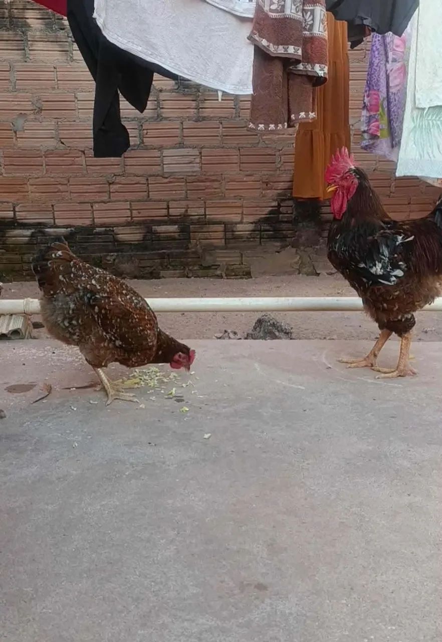 Galinha GSB e ovos