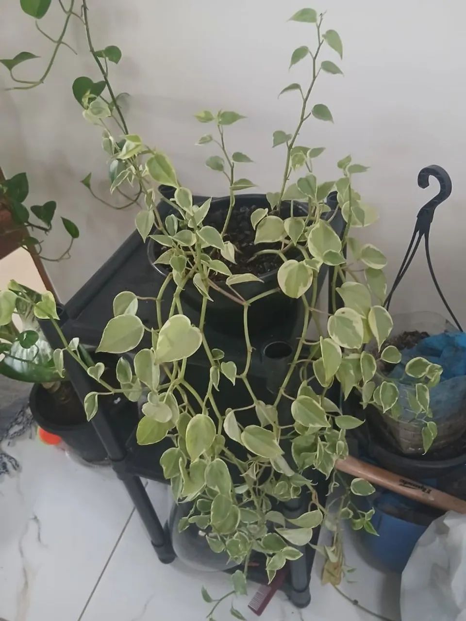 Plantas - Foto 2