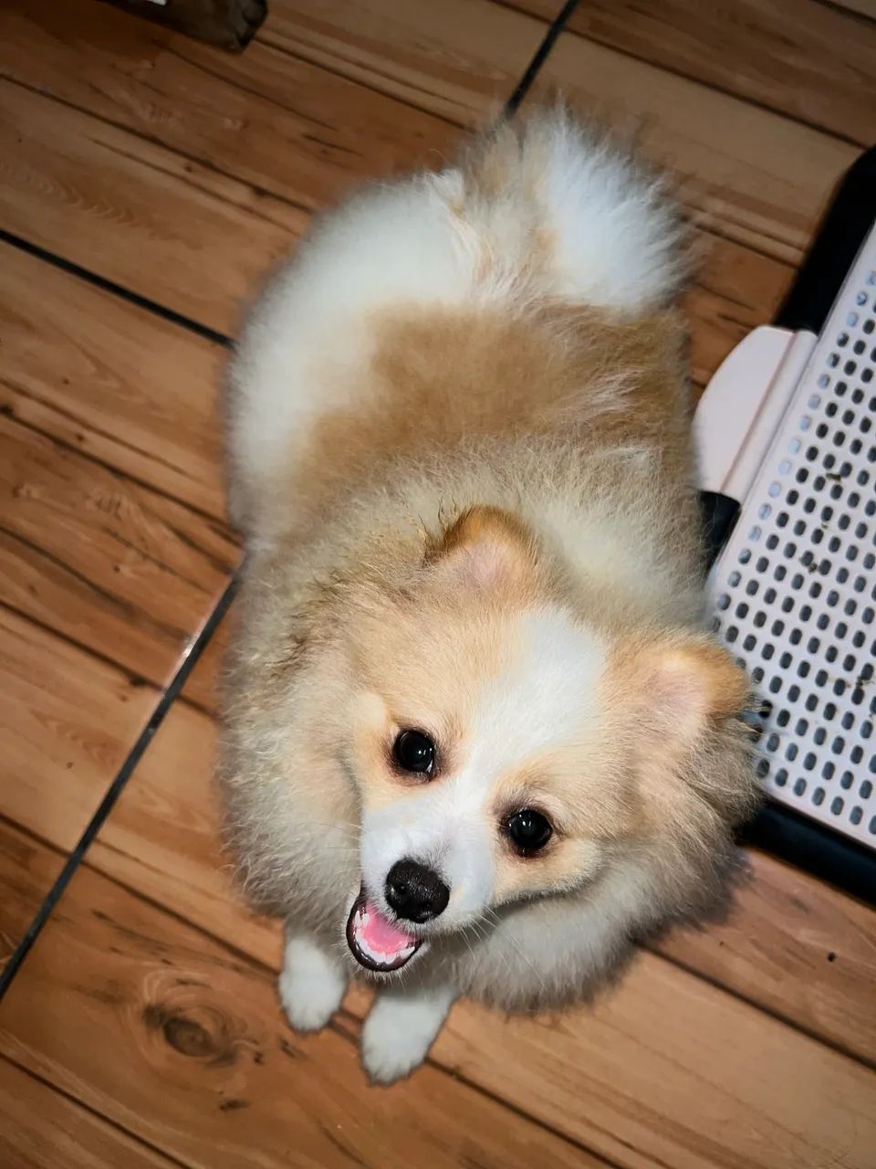 Spitz Alemão  - Foto 4