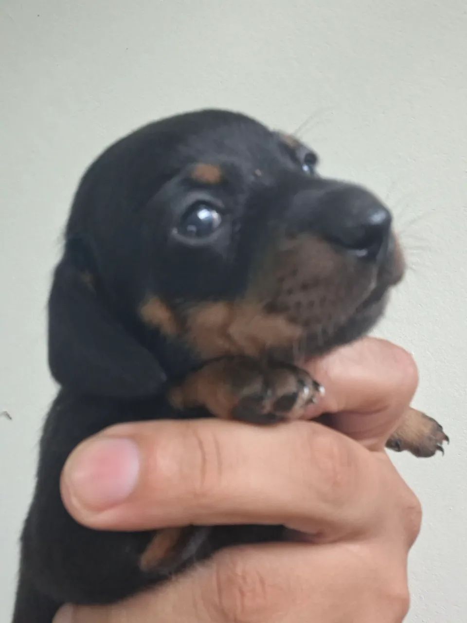 Daschund filhotes  - Foto 2